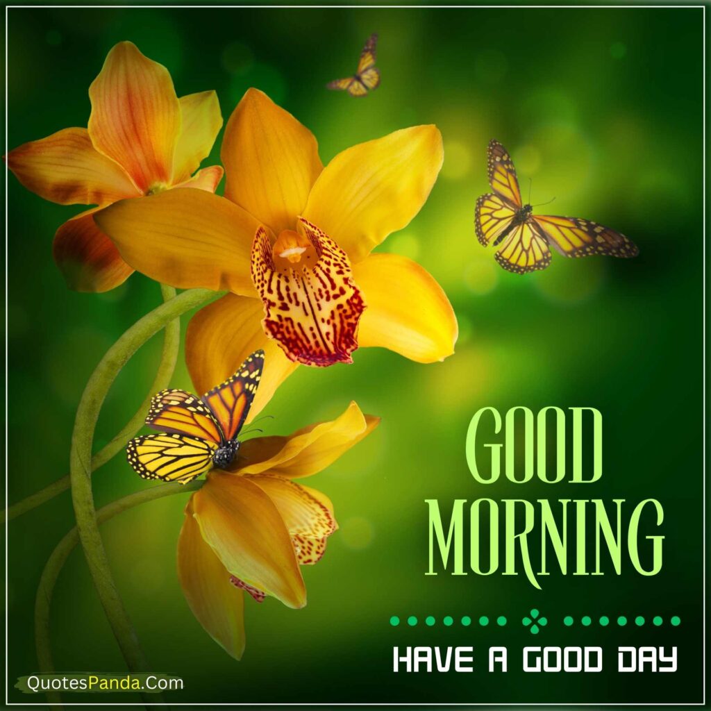 Happy Good Morning Butterfly Pics